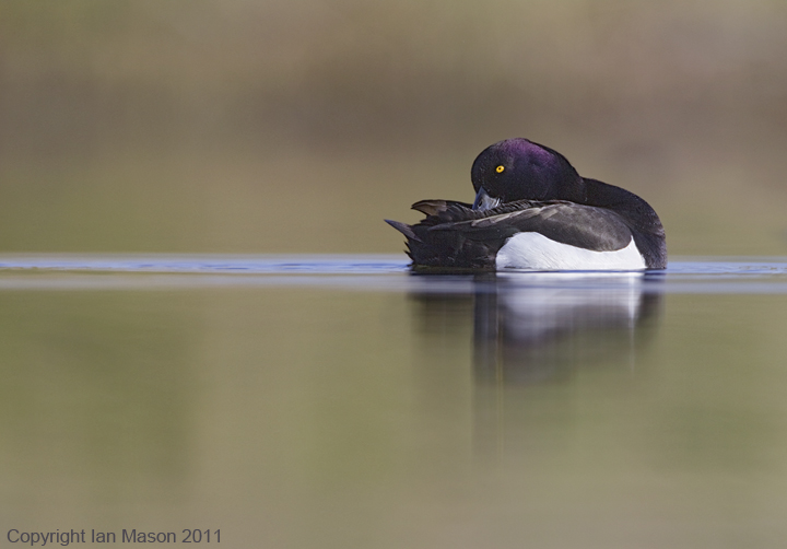 Tufted Duck