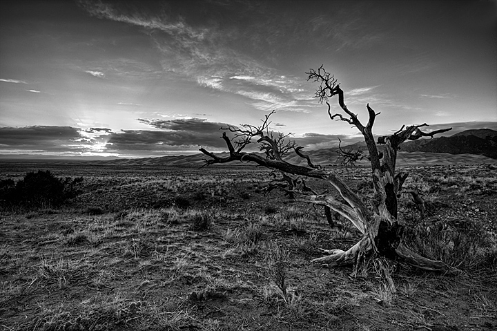 Dunes tree B and W