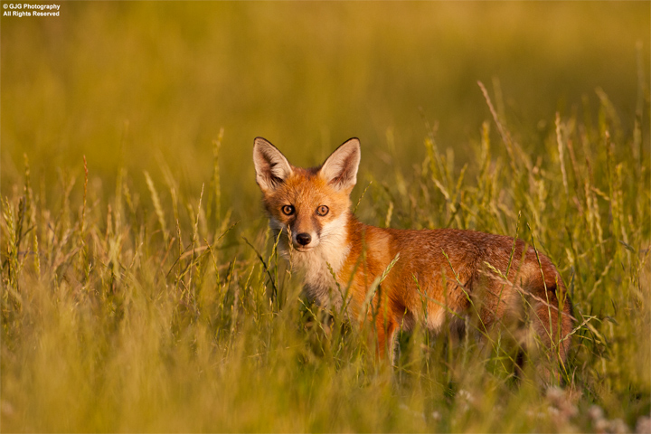 Summer Fox