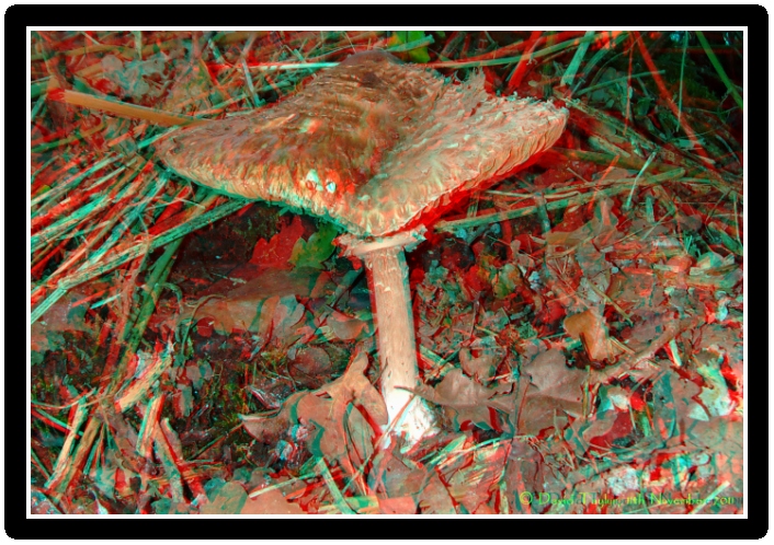 Parasol fungus..