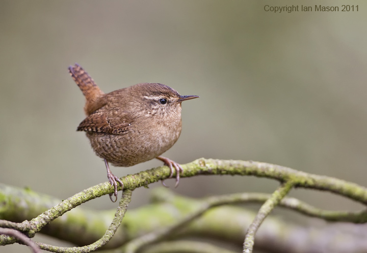 Wren