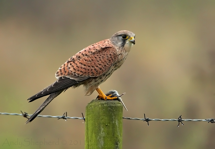 Kestrel