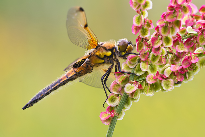 Four-Spotted Chaser
