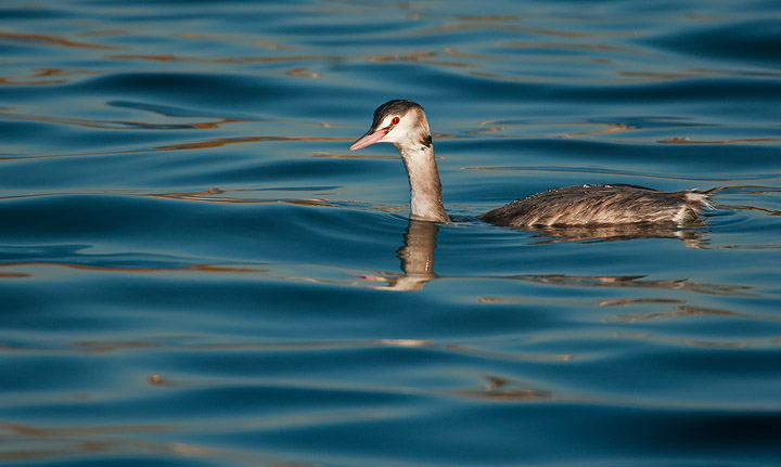 Great-crested Grebe