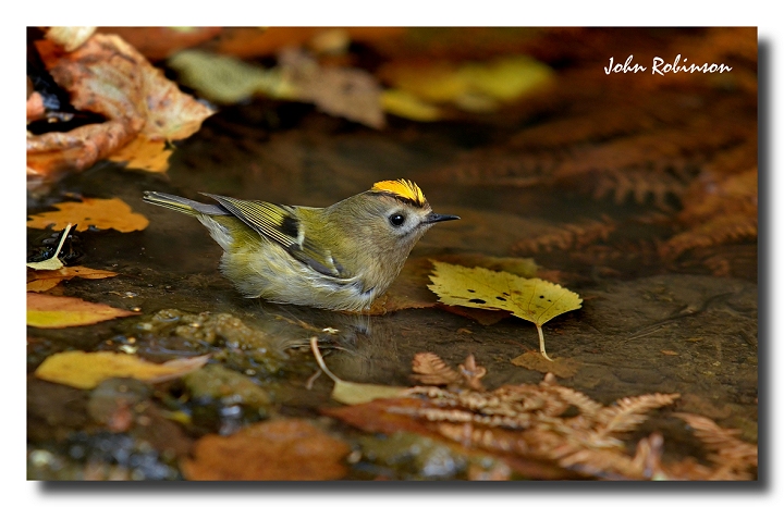 Goldcrest
