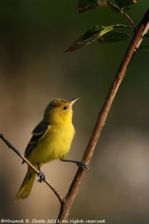 Texas Parks & Wildlife Magazine