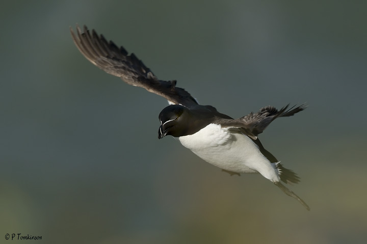 Razorbill