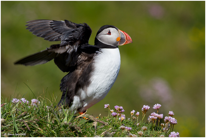 Puffin in thrift