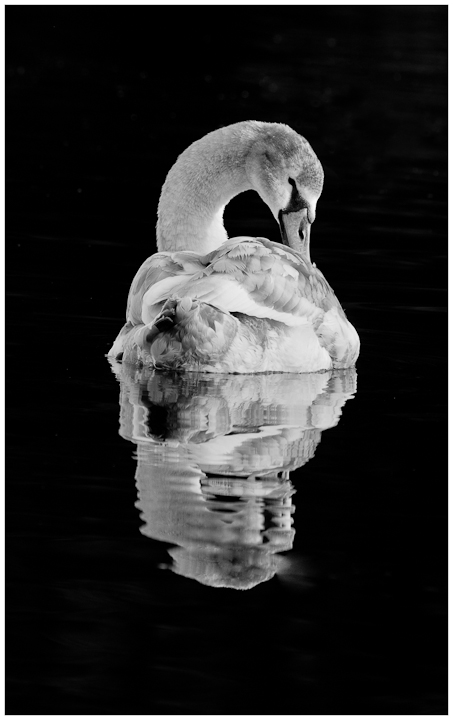 Immature mute swan