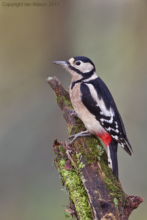Great Spotted Woodpecker