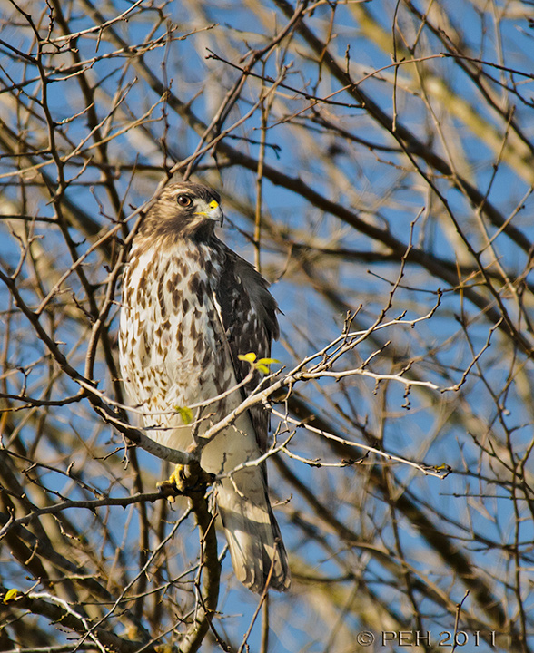 Sharp-shinned or Cooper's?