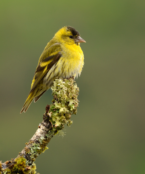 Siskin on a stick