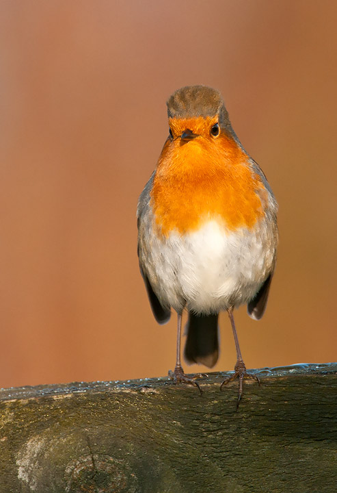 Robin