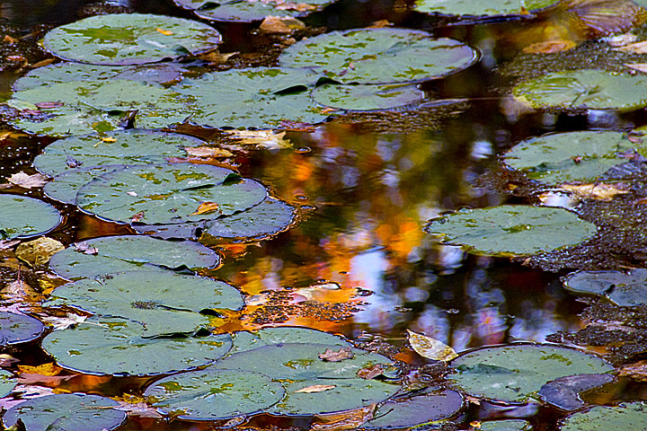 Lily Pond Reflection