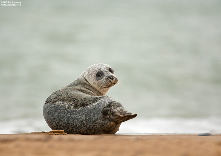 Common Seal