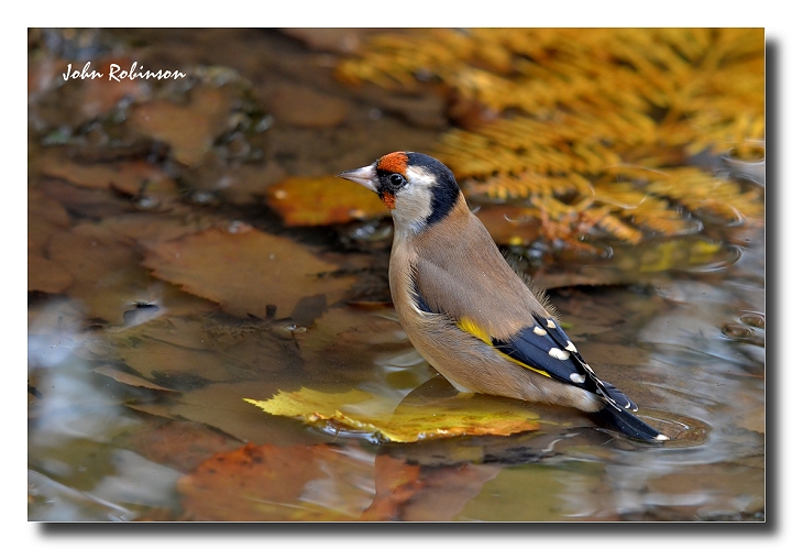 Goldfinch
