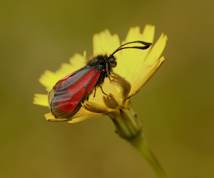 Transparent burnet moth