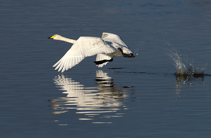 Whooper swan taking off