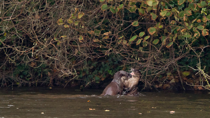 Fighting otters
