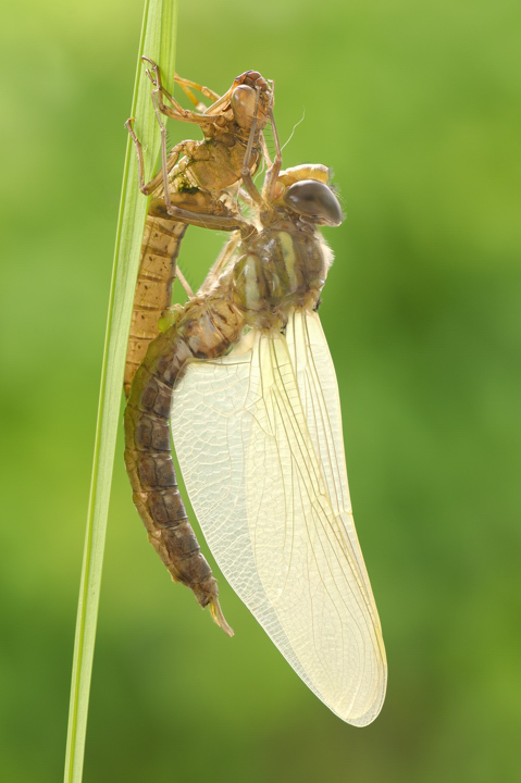 Common hawker going through the change