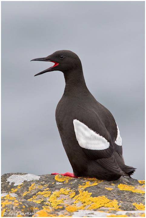 Black guillemot