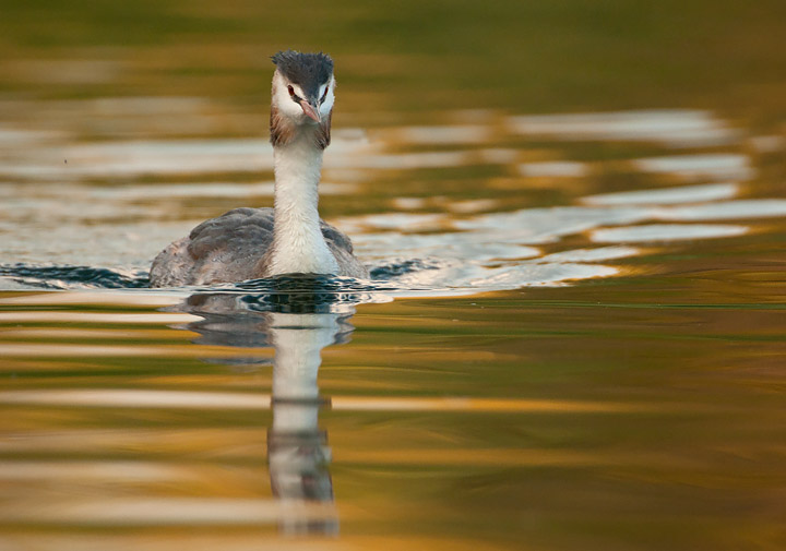 Great-crested Grebe