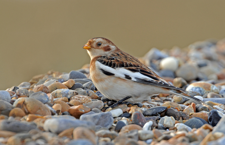 Snow bunting