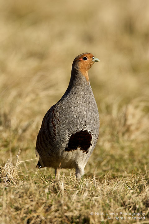 Grey Partridge