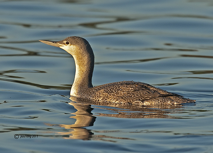 Red-throated Diver