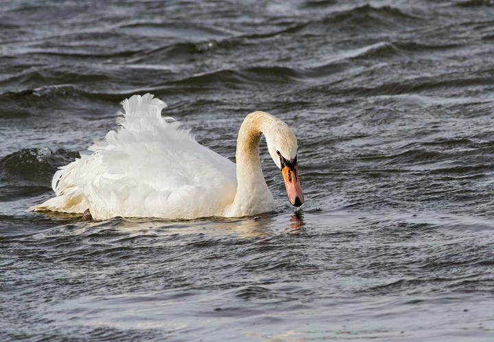 Mute swan