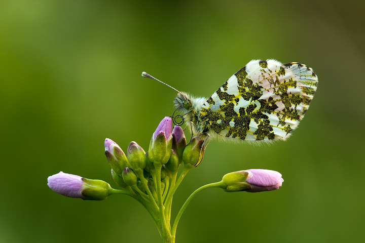 Orange Tip on Lady's Smock