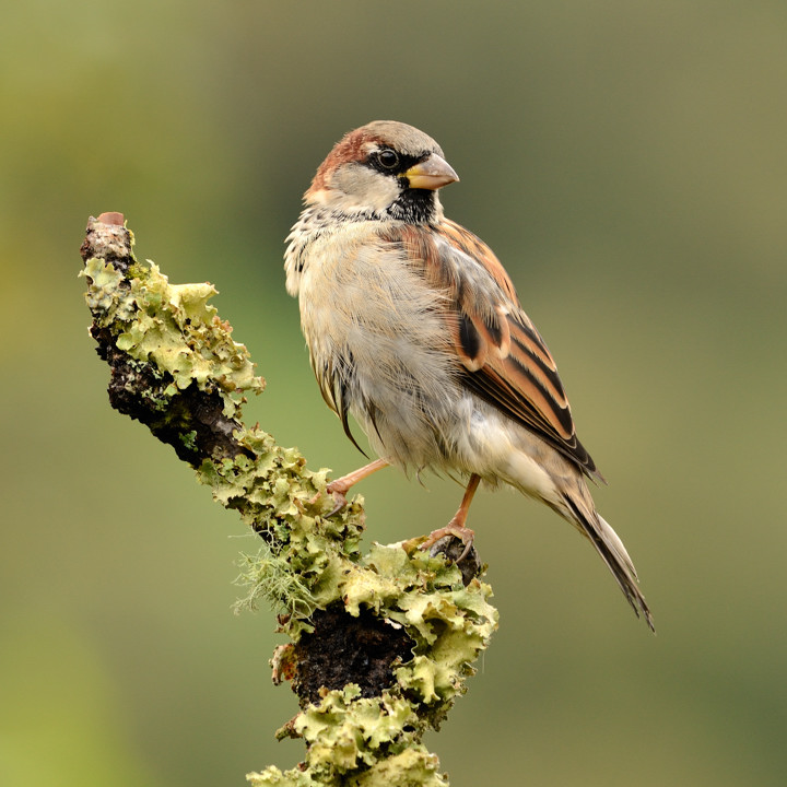 House sparrow