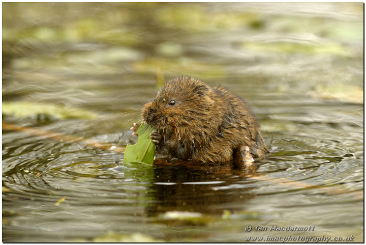 Water Vole on a stick