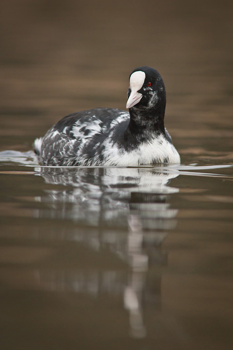 Leucistic Coot