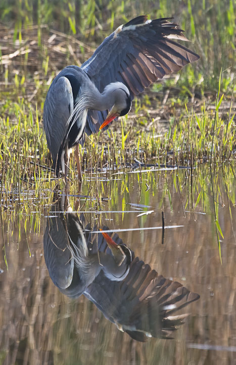Preening