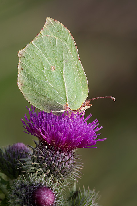 Brimstone butterfly on thistle