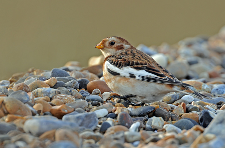 Snow bunting 2