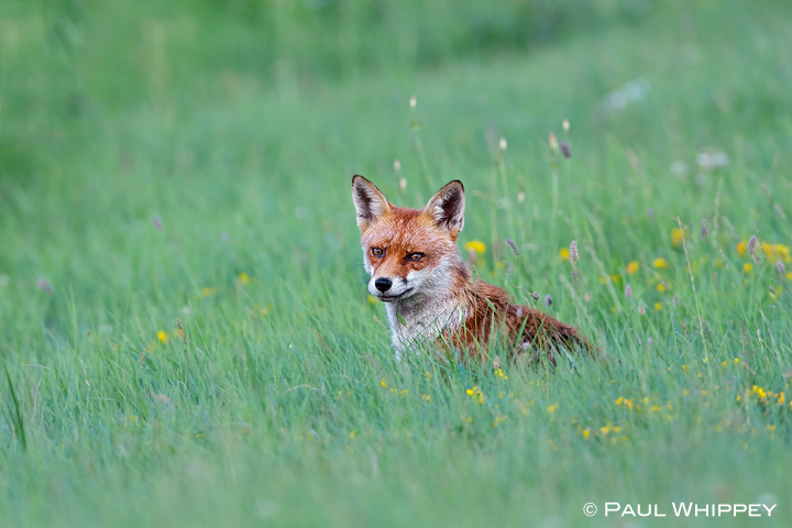 Summer fox