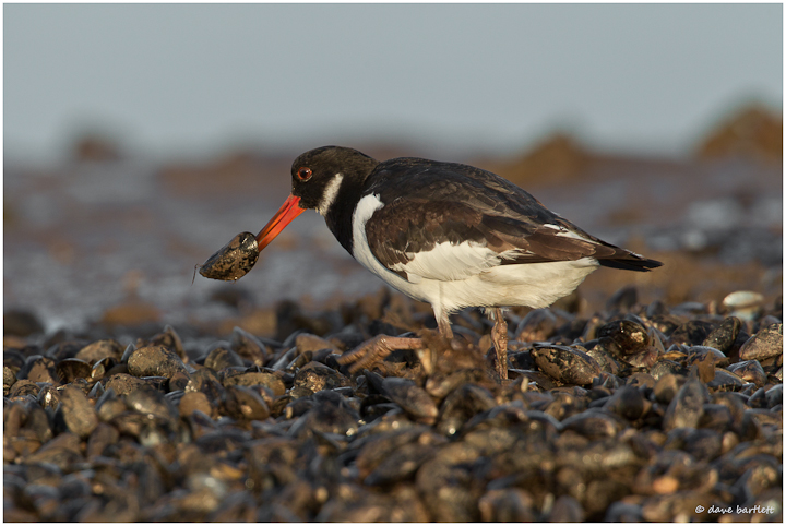 Mussel thief ..