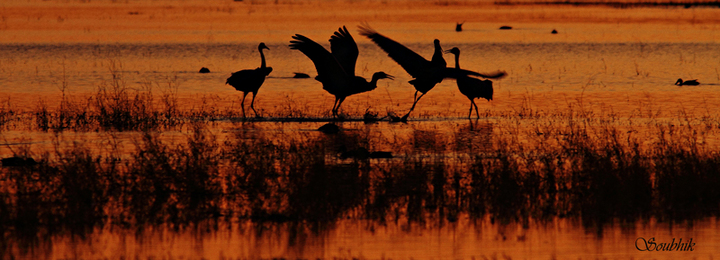  A few from Bosque