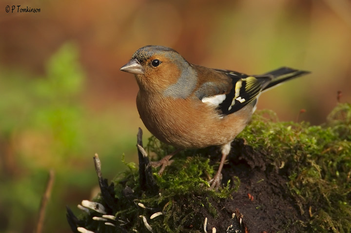 Chaffinch