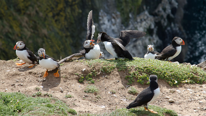 It's all kicking off on Skomer.