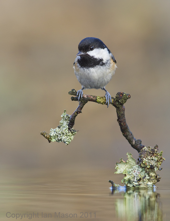 Coal Tit