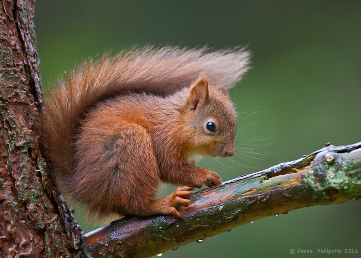 Young Red Squirrel