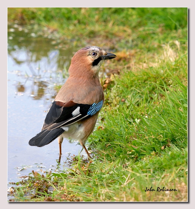 Jay