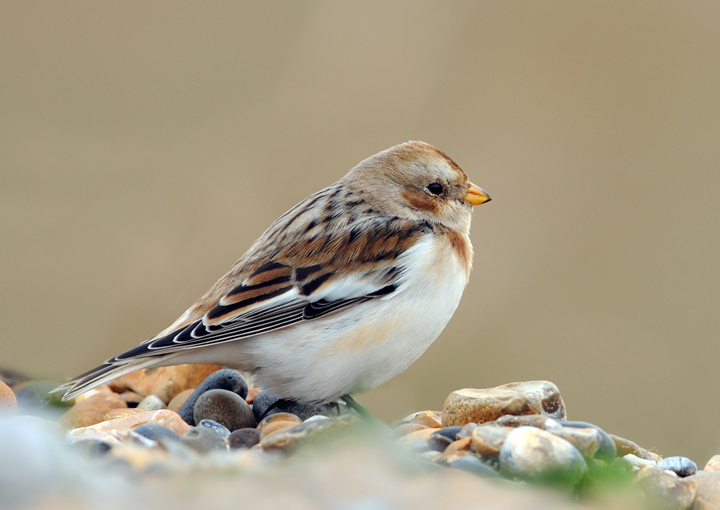 Snow bunting 3 (and final...for now)
