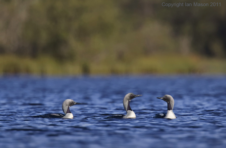 Black Throated Divers