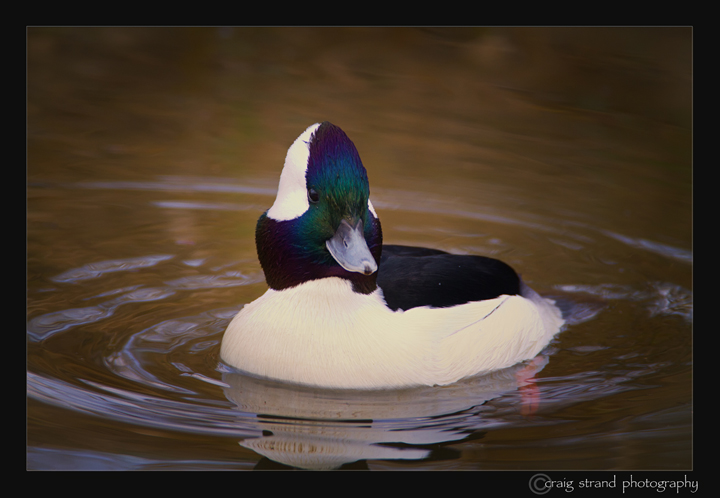 Ridgefield Bufflehead
