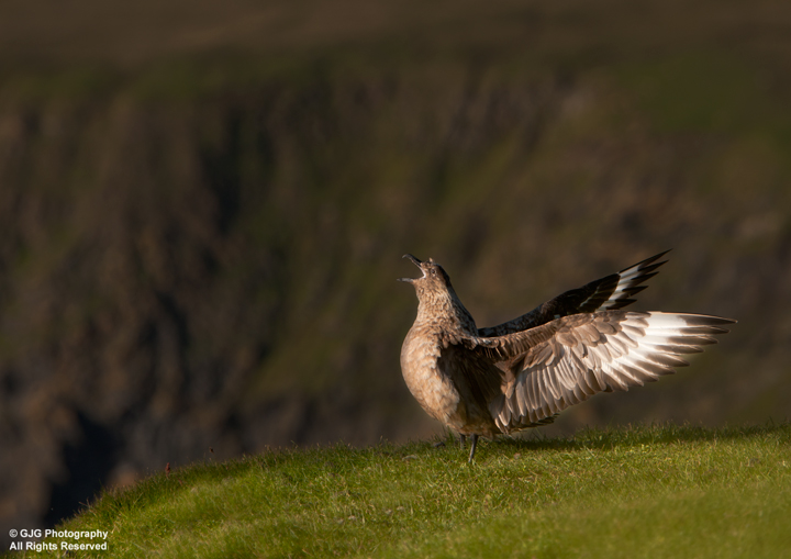 Bonxie