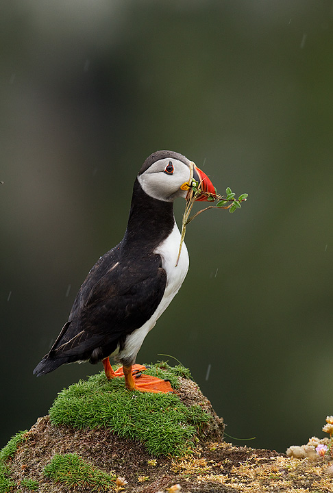 Puffin with vegetation